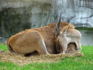 Image post by @detroitzoo on Instagram