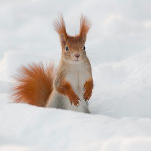 Image post by @animalplanet on Instagram