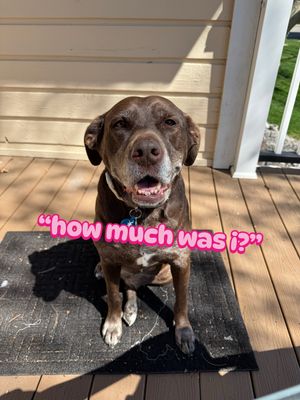 Video post by @rhymeswithravioli on TikTok