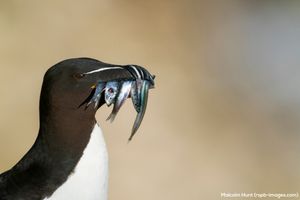 Image post by @rspb on Instagram