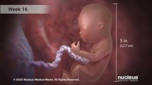 Video post by @nucleusmedicalmedia on YouTube