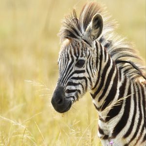 Image post by @animalplanet on Instagram