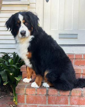 Image post by @Pie the Bernese Mountain Dog on Facebook