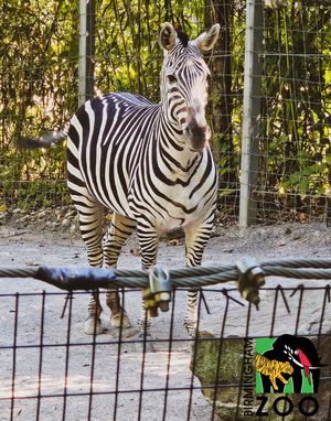 Image post by @bhamzoo on Instagram