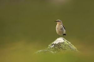 Image post by @rspb on Instagram