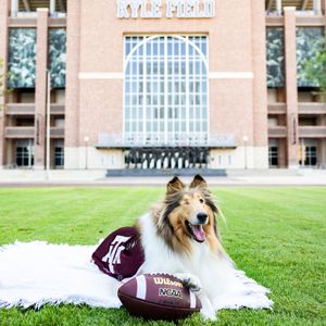 Image post by @reveille on Twitter