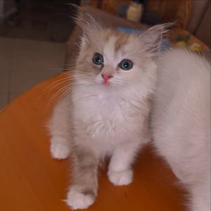 Image post by @brunrik.and.pyrene.ragdolls on Instagram