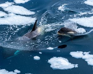 Image post by @animalplanet on Instagram