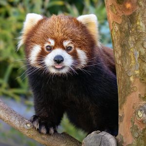Image post by @sandiegozoo on Instagram