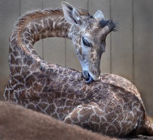 Image post by @sandiegozoo on Instagram
