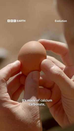 Video post by @bbcearth on TikTok