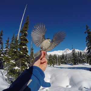 Image post by @whistlerblackcomb on Instagram