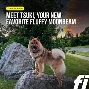 Image post by @tsukitheeurasier on Instagram