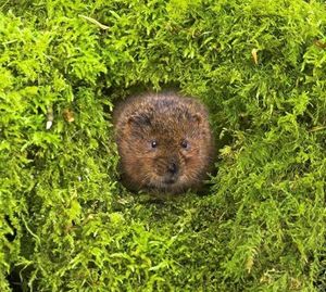 Image post by @rspb on Instagram