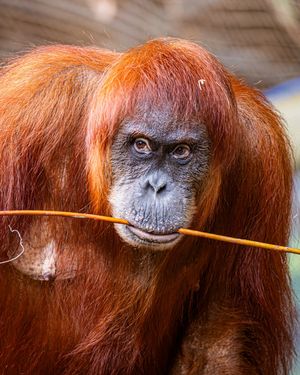 Image post by @thetorontozoo on Instagram