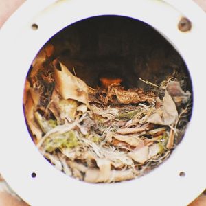 Image post by @rspb on Instagram