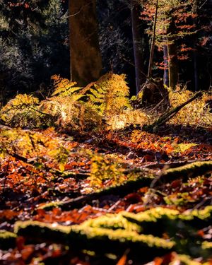 Image post by @cristan.nature.photography on Instagram