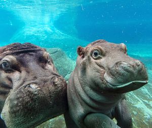 Image post by @sandiegozoo on Instagram