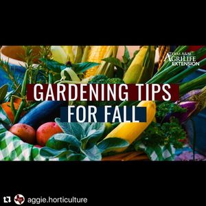 Image post by @txextension on Instagram