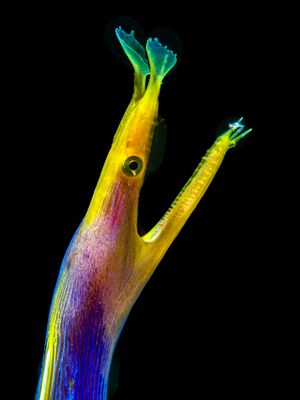Image post by @discovery on Instagram