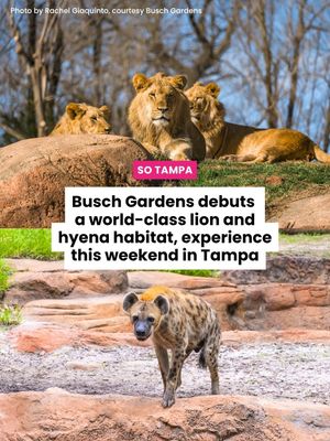 Image post by @thatssotampa on Instagram