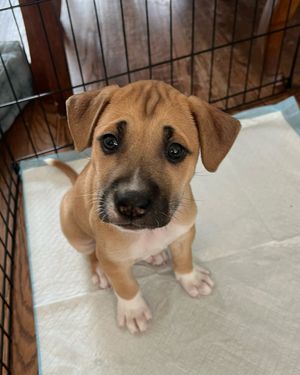 Image post by @heartsandbonesrescue on Instagram