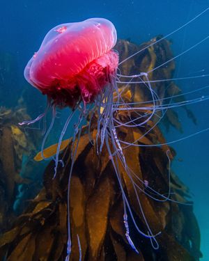 Image post by @oceana on Instagram
