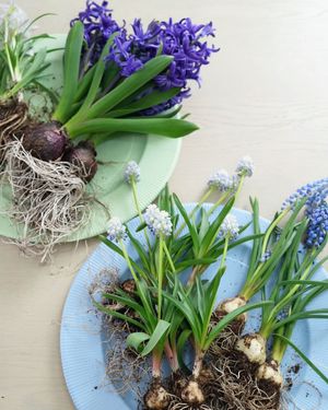 Image post by @kaho_flowerdesigner on Instagram