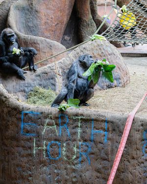 Image post by @thetorontozoo on Instagram