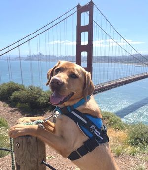 Image post by @canineorg on Instagram