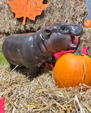 Image post by @thetorontozoo on Instagram