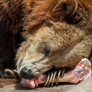 Image post by @sandiegozoo on Instagram