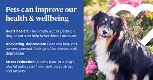 Image post by @company/nationwidepet on LinkedIn