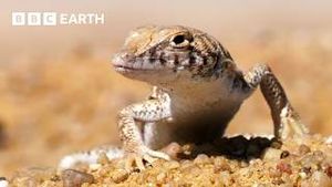 Video post by @bbcearth on YouTube