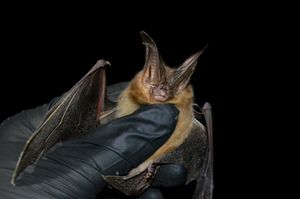 Image post by @okwildlifedept on Instagram