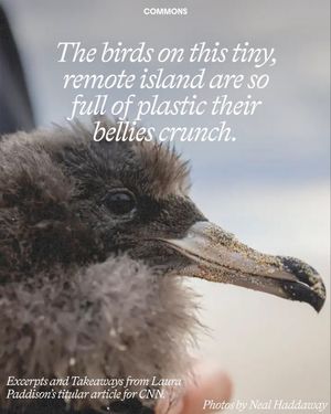 Image post by @commonsearth on Instagram