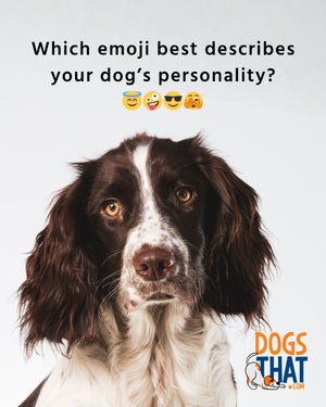 Image post by @susangarrettdogsthat on Instagram