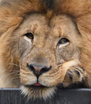 Image post by @sandiegozoo on Instagram