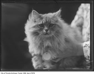 Image post by @toronto_archives on Instagram