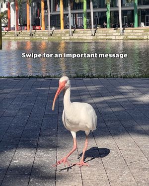 Image post by @univmiami on Instagram