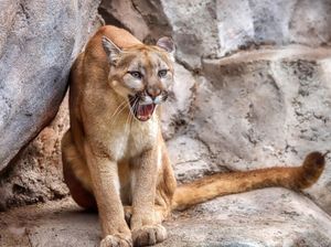 Image post by @sandiegozoo on Instagram