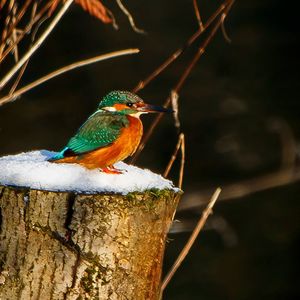 Image post by @rspb on Instagram