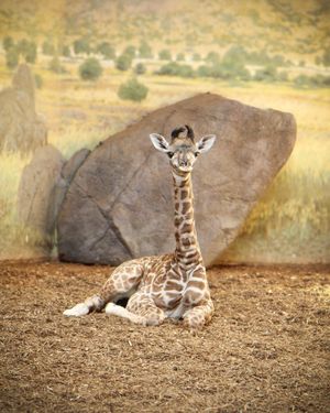 Image post by @thetorontozoo on Instagram