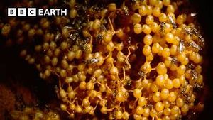 Video post by @bbcearth on YouTube