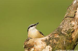 Image post by @rspb on Instagram