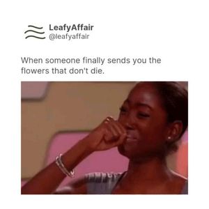 Image post by @leafyaffair on Instagram