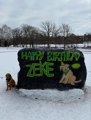 Image post by @zekethewonderdog_ on Instagram