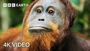 Video post by @bbcearth on YouTube