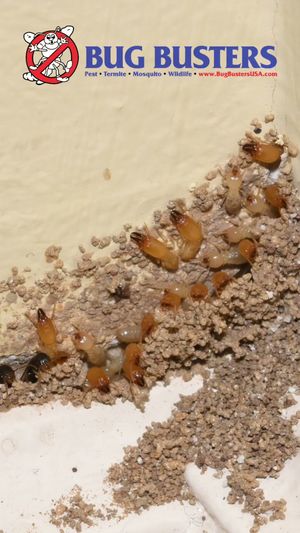 Video post by @bugbustersusa on TikTok