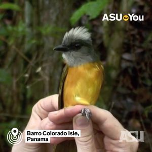 Image post by @arizonastateuniversity on Instagram